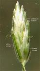  Spikelet